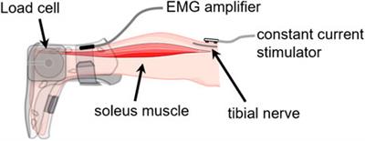 Sex hormone-mediated change on muscle activation deactivation dynamics in young eumenorrheic women